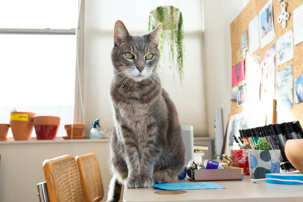Brooklyn loft with cat