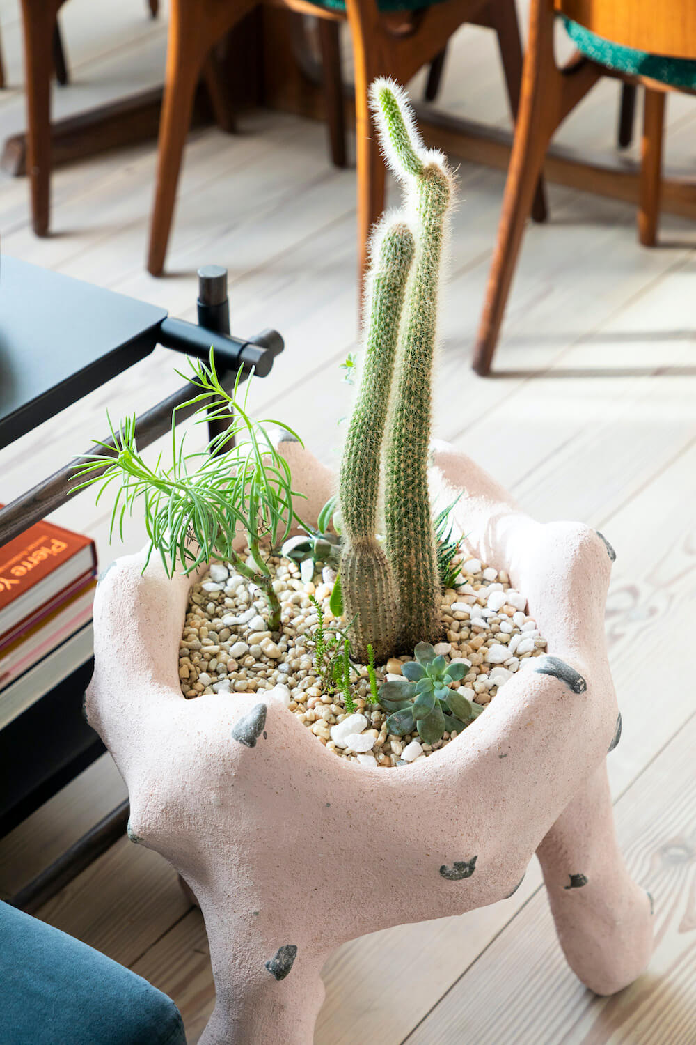 cactus plant